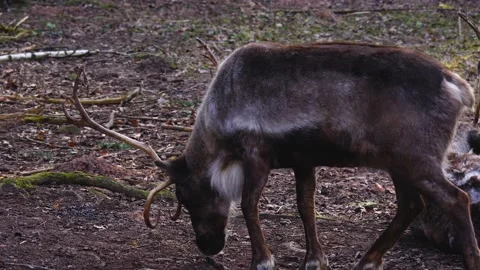 Close up of reindeer Stock Footage 145463378