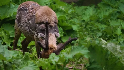 Close up of reindeer Stock Footage 242105277