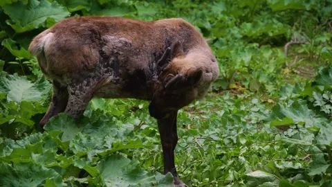 Close up of reindeer Stock Footage 242144822