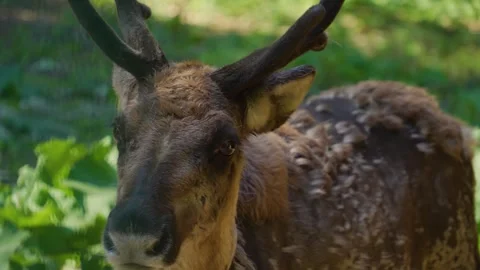 Close up of reindeer  Stock Footage 242757423