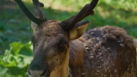 Close up of reindeer Stock Footage 242869637