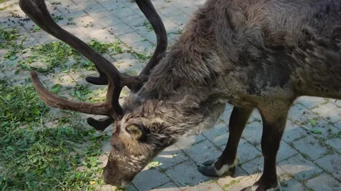 Close up of reindeer Stock Footage 242869793