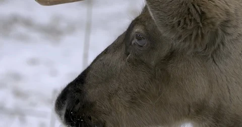 Close up of reindeer head Video stock 101943161