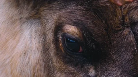 Close up of reindeer head Vidéo 145840497