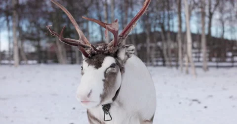 Close up of a reindeer in Lapland Stock Footage 220792716
