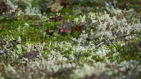 Close-up of reindeer moss Stock Footage 252216460