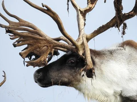 Close up of reindeer Stock Photos