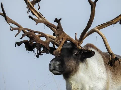 Close up of reindeer Stock Photos