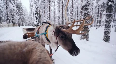 Close-up of a reindeer pulling a sled in a forest in Finland 写真素材