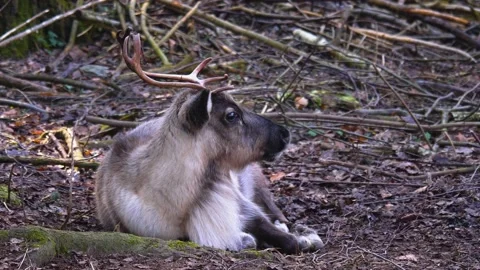 Close up of reindeer resting Stock Footage 145463446