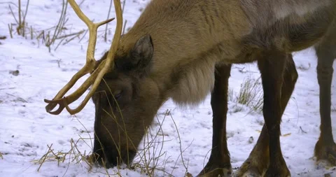 Close up of reindeer in snow. Stock Footage 140632245