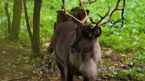 Close up of reindeer in the woods Stock Footage 300049727