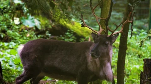 Close up of reindeer in the woods Stock Footage 300049828