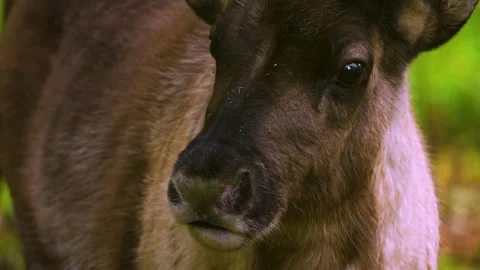 Close up of reindeer in the woods 库存影片 300056615