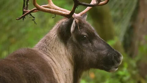 Close up of reindeer in the woods Vidéo 300056696