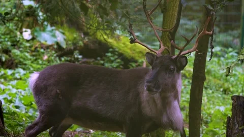 Close up of reindeer in the woods Видео 300056722