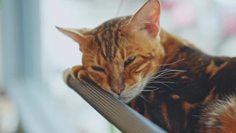 Close-Up of Relaxed Bengal Cat with Striking Fur Patterns Curling on a Mode.. Stock Footage 319931193