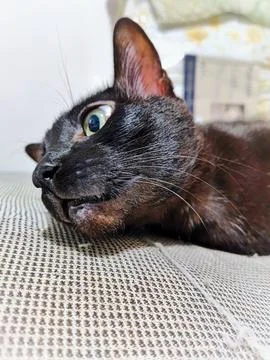 Close-up of relaxed black cat Stock Photos