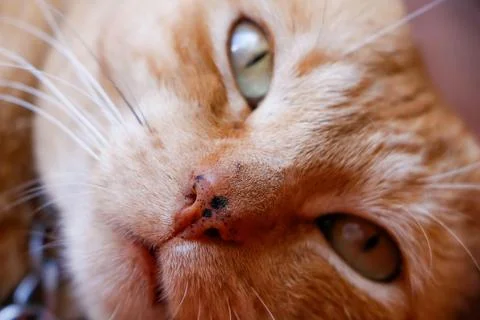 Close up of relaxed cat face Stock Photos
