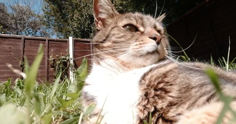 Close up of relaxed cat in a garden Video stock 129874667