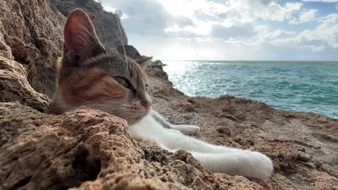 Close-up of a relaxed cat lying on rough coastal rocks, gazing at the ocean with Stock Footage 294847688