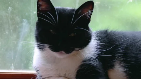 Close-up of relaxed cat's face Stock Footage 157972643