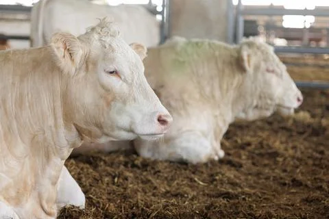 Close-Up of Relaxed Cows in Eco-Friendly Farm Setting Stock Photos