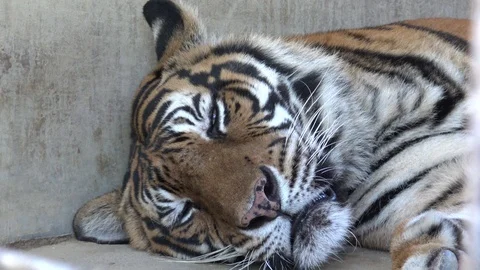 Close up of relaxed face of tiger in a cage at a zoo. Stock Footage 95638497