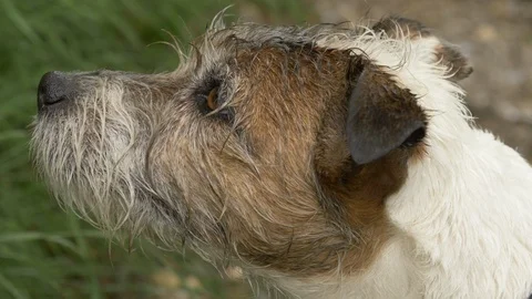 Close up: Relaxed female Parson Russell terrier sitting in the forest 動画素材 106923325