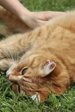 Close-up of a relaxed ginger cat lying on the green grass Foto stock