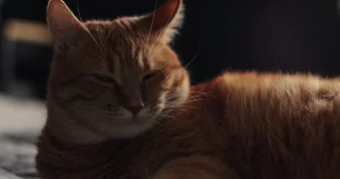 Close-up of a relaxed ginger cat with soft fur and attentive ears Stock Footage 339067972