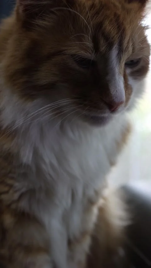 Close-up of Relaxed Ginger Cat in Vertical Frame Stock Footage 333714366