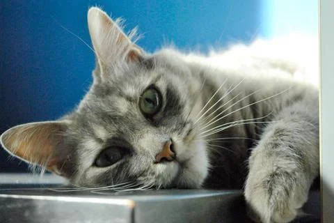 Close-up of relaxed gray cat Stock Photos