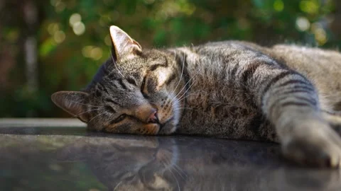 Close up of a relaxed grey tabby cat lying down with beautiful green bokeh and Stock-Footage 344452039