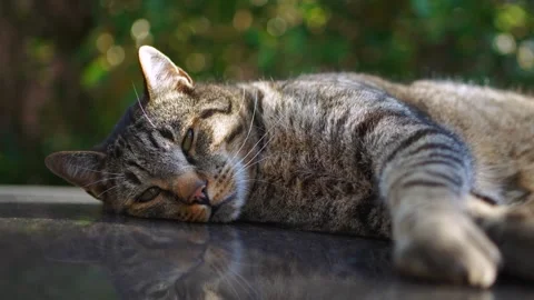 Close up of a relaxed grey tabby cat lying down with beautiful green bokeh and Stockbeeldmateriaal 345177687