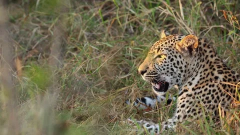 Close-up relaxed leopard looks across frame in golden evening light Stock Footage 303874811