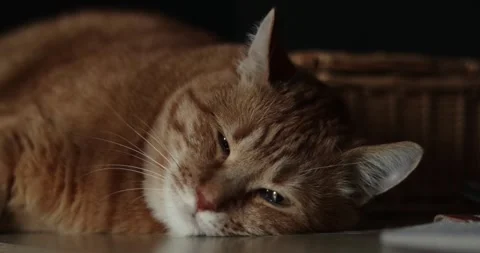 Close-up of a relaxed orange tabby cat resting its head on a surface Stock Footage 339067916