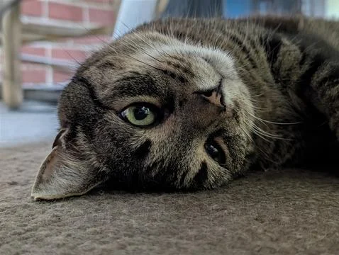 Close-Up of a Relaxed Tabby Cat Lying Upside Down with Green Eyes Fotos de archivo