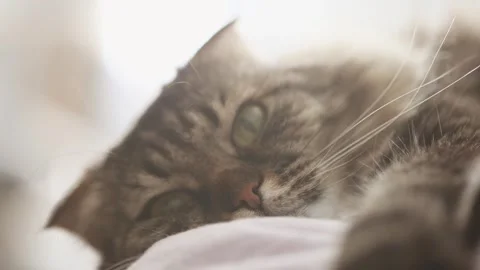 Close up of relaxed tabby cat resting on soft white surface in gentle natur.. Stock Footage 333698899