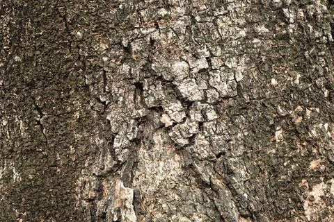 Close-up of Relief texture of the brown of a tree. tree bark texture Stock Photos