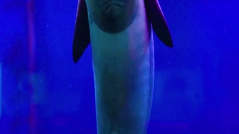 Close up remora fish floating suck sticking on the glass tank wall. Stock-Footage 295875372