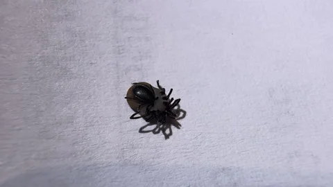 CLOSE UP: Reproduction of ticks on white surface, showing fine anatomical detail Stock Footage 333702001