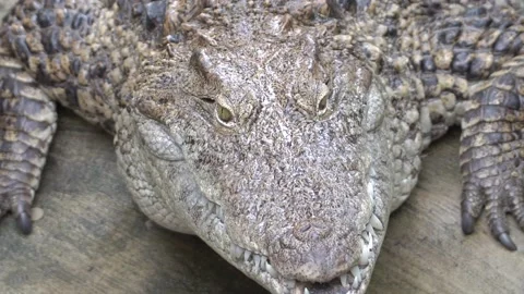 A close up of a reptile Stock Footage 131955942