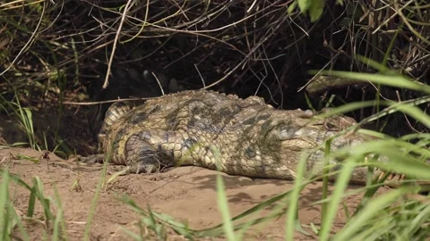 A close up of a reptile Stock Footage 155357903