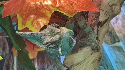 A close up of a reptile Vidéo 255850334