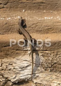 Close up of reptile lizard camouflaged on the wall Stock Photos