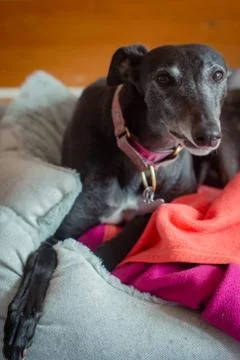Close-up of a Rescue Greyhound Lying in it's Dog Bed at Home Stock Photos