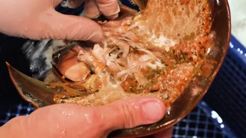Close-Up of Researcher Washing and Preparing a Horseshoe Crab in a Laboratory En Stock-Footage 344221422