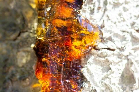Close-up of the resin on the cherry tree. Stock Photos