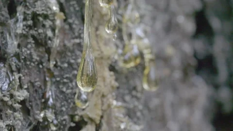 A close up of resin drop oozing from tree Video stock 343588159